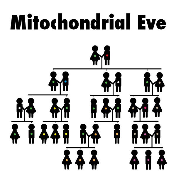 Is That You, Grandma? (Discovering Mitochondrial Eve)