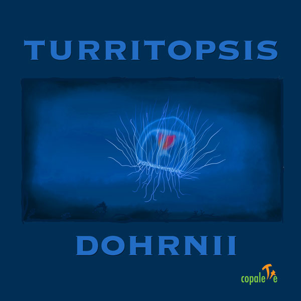 Turritopsis Dohrnii: Custom Animal Art Trading Card